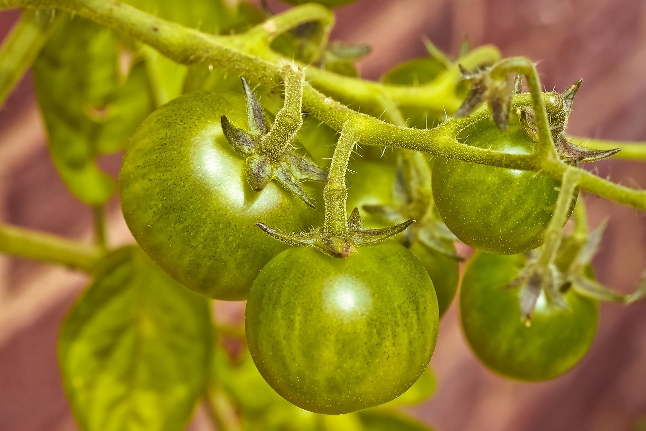 橋西蔬菜最新價(jià)格概覽，最新蔬菜價(jià)格信息一網(wǎng)打盡！